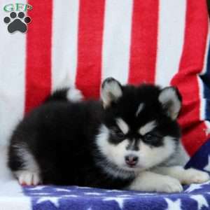 Gunner, Pomsky Puppy